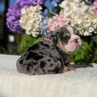 Los Angeles Bulldogs Chloe , a female English Bulldog for sale in Los Angeles, CA – 5 of 5