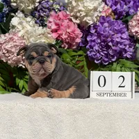 Los Angeles Bulldogs Mini Patron, a male English Bulldog for sale in Los Angeles, CA – 1 of 5