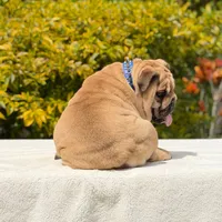 Rocco, a male English Bulldog for sale in Los Angeles, CA – 3 of 6