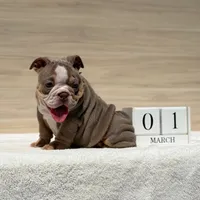 Ruby, a female English Bulldog for sale in Los Angeles, CA – Photo 2 of 3