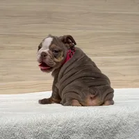 Ruby, a female English Bulldog for sale in Los Angeles, CA – Photo 3 of 3