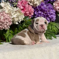 Los Angeles Bulldogs Malibu, a female English Bulldog for sale in Los Angeles, CA – 3 of 4