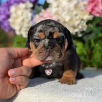 Los Angeles Bulldogs Tiffany, a female English Bulldog for sale in Los Angeles, CA – 5 of 5