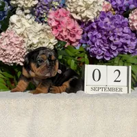 Los Angeles Bulldogs Tiffany, a female English Bulldog for sale in Los Angeles, CA – 2 of 5