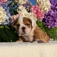 Los Angeles Bulldogs Rex, a male English Bulldog for sale in Los Angeles, CA – 4 of 5