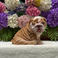 Los Angeles Bulldogs Golden Nugget , a male English Bulldog for sale in Los Angeles, CA – 4 of 4