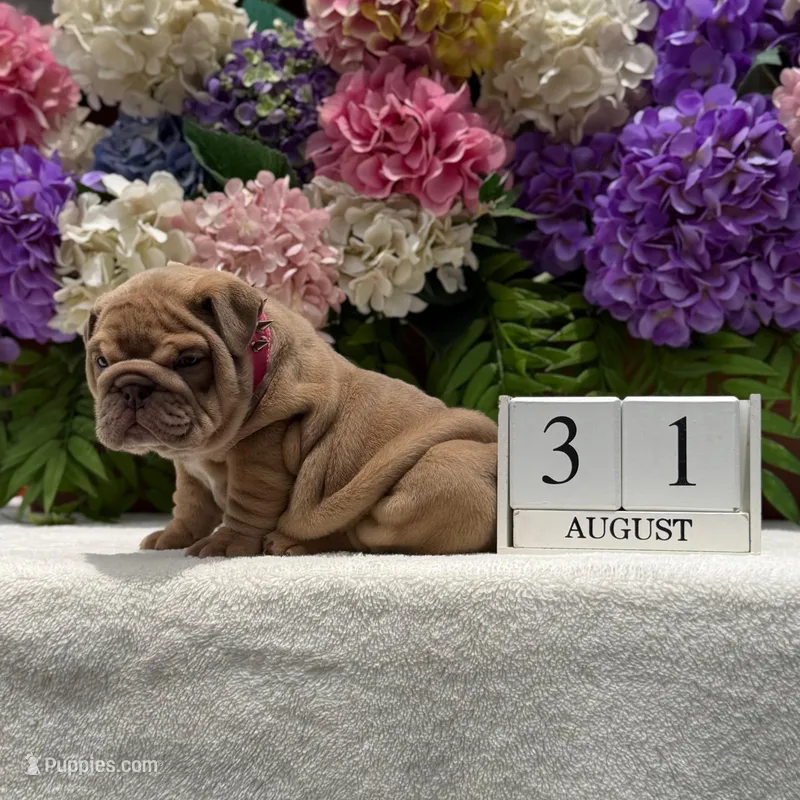 Los Angeles Bulldogs Cookie – English Bulldog puppy for sale in Los Angeles, CA