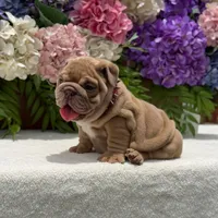 Los Angeles Bulldogs Cookie, a female English Bulldog for sale in Los Angeles, CA – 4 of 4