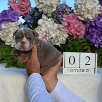 Los Angeles Bulldogs Maui, a male English Bulldog for sale in Los Angeles, CA – 1 of 4