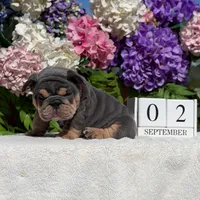 Los Angeles Bulldogs Mini Patron, a male English Bulldog for sale in Los Angeles, CA – 2 of 5