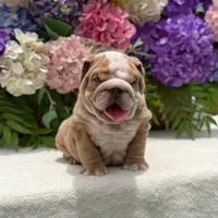 Los Angeles Bulldogs Rolex, a male English Bulldog for sale in Los Angeles, CA – 2 of 4