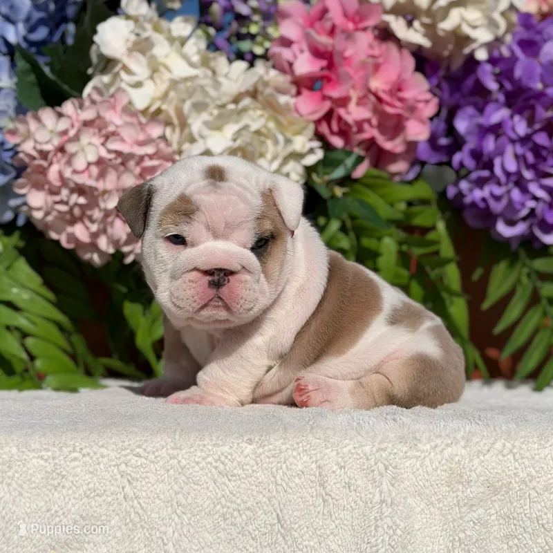 Los Angeles Bulldogs Malibu – English Bulldog puppy for sale in Los Angeles, CA