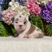 Los Angeles Bulldogs Malibu, a female English Bulldog for sale in Los Angeles, CA – 1 of 4