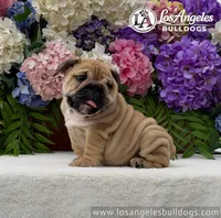 Naomi, a female English Bulldog for sale in Los Angeles, CA – 3 of 4