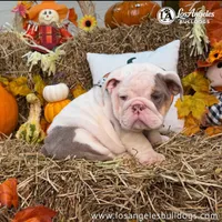 Tupac, a male English Bulldog for sale in Los Angeles, CA – 3 of 3