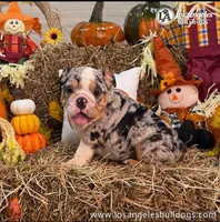 Los Angeles Bulldogs Sabrina, a female English Bulldog for sale in Los Angeles, CA – 1 of 3