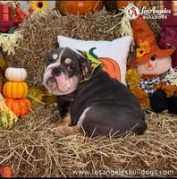 Valentino, a male English Bulldog for sale in Los Angeles, CA – 2 of 3