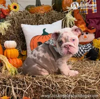 Los Angeles Bulldogs Armani, a male English Bulldog for sale in Los Angeles, CA – 2 of 4