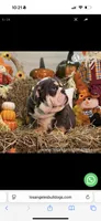 Valentino, a male English Bulldog for sale in Los Angeles, CA – 3 of 3