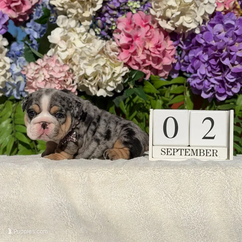 Los Angeles Bulldogs Chloe  – English Bulldog puppy for sale in Los Angeles, CA