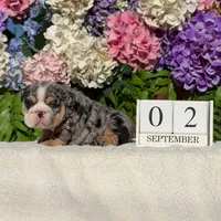 Los Angeles Bulldogs Chloe , a female English Bulldog for sale in Los Angeles, CA – 1 of 5