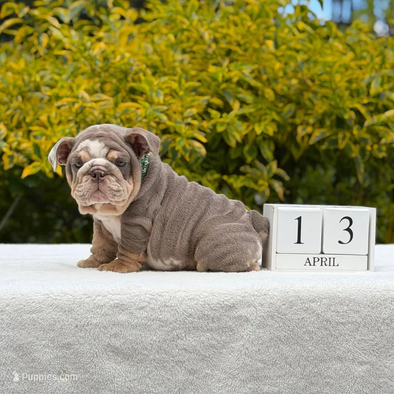 Tupac – English Bulldog puppy for sale in Los Angeles, CA