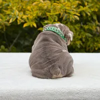 Tupac, a male English Bulldog for sale in Los Angeles, CA – Photo 5 of 6