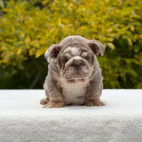 Tupac, a male English Bulldog for sale in Los Angeles, CA – Photo 3 of 6