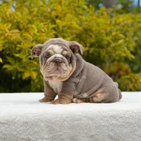Tupac, a male English Bulldog for sale in Los Angeles, CA – Photo 4 of 6