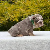 Tupac, a male English Bulldog for sale in Los Angeles, CA – Photo 2 of 6