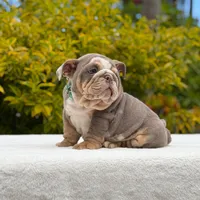 Tupac, a male English Bulldog for sale in Los Angeles, CA – Photo 6 of 6