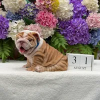 Los Angeles Bulldogs Golden Nugget , a male English Bulldog for sale in Los Angeles, CA – 3 of 4