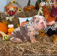 LA Bulldogs Winston, a female English Bulldog for sale in Los Angeles, CA – 3 of 4