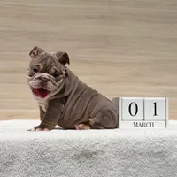 Jordan , a male English Bulldog for sale in Los Angeles, CA – Photo 2 of 3