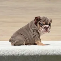Jordan , a male English Bulldog for sale in Los Angeles, CA – Photo 1 of 3