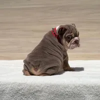 Jordan , a male English Bulldog for sale in Los Angeles, CA – Photo 3 of 3