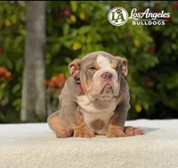 007 , a male English Bulldog for sale in Los Angeles, CA – 2 of 4
