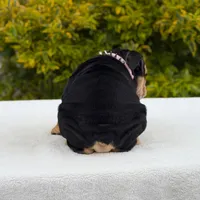 Fendi, a female English Bulldog for sale in Los Angeles, CA – Photo 4 of 7