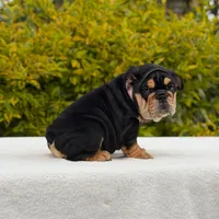 Fendi, a female English Bulldog for sale in Los Angeles, CA – Photo 6 of 7