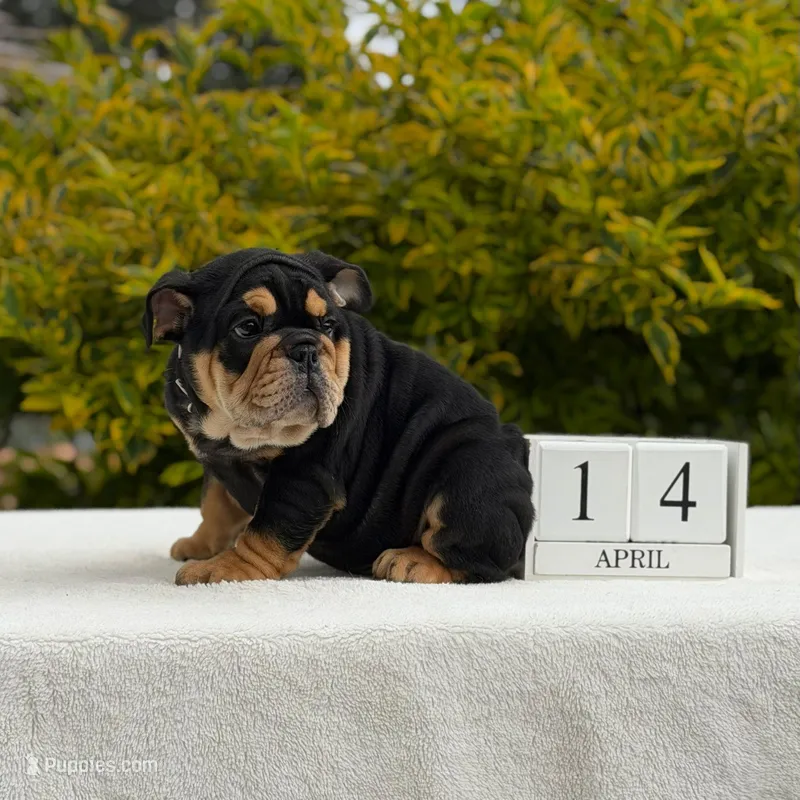 Fendi – English Bulldog puppy for sale in Los Angeles, CA