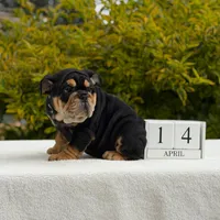 Fendi, a female English Bulldog for sale in Los Angeles, CA – Photo 1 of 7