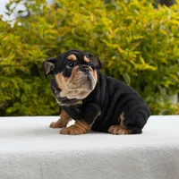 Fendi, a female English Bulldog for sale in Los Angeles, CA – Photo 3 of 7