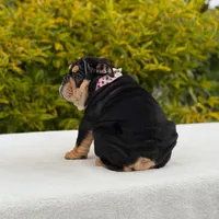 Fendi, a female English Bulldog for sale in Los Angeles, CA – Photo 5 of 7