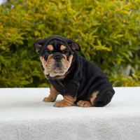 Fendi, a female English Bulldog for sale in Los Angeles, CA – Photo 2 of 7