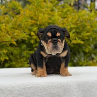 Fendi, a female English Bulldog for sale in Los Angeles, CA – Photo 7 of 7