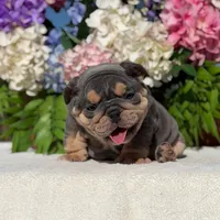 Los Angeles Bulldogs Mini Patron, a male English Bulldog for sale in Los Angeles, CA – 3 of 5