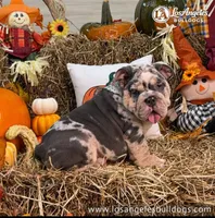Los Angeles Bulldogs Versace, a female English Bulldog for sale in Los Angeles, CA – 2 of 4