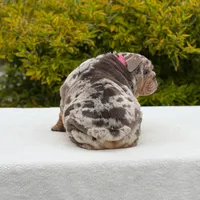Birkin, a female English Bulldog for sale in Los Angeles, CA – Photo 4 of 6