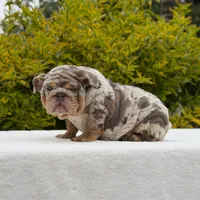 Birkin, a female English Bulldog for sale in Los Angeles, CA – Photo 6 of 6