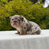 Birkin, a female English Bulldog for sale in Los Angeles, CA – Photo 2 of 6